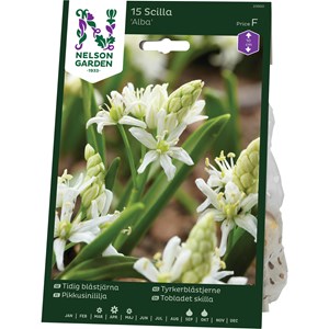 Höstlök Nelson Garden Tidig Blåstjärna Alba Vit