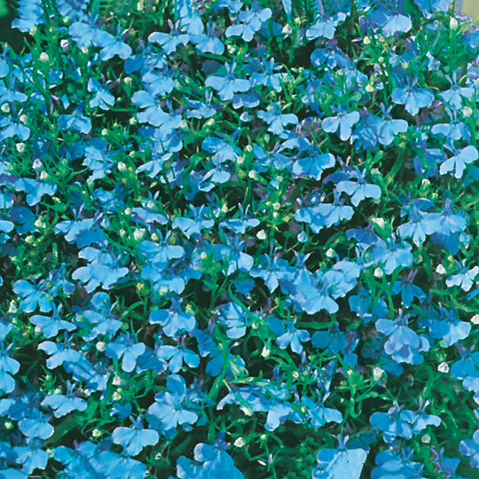 Kaplobelia 'Cambridge Blue'