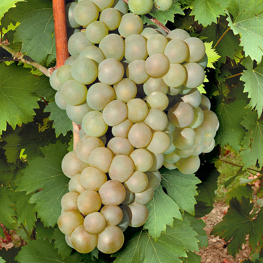 Frilandsdruva 'Himrod'