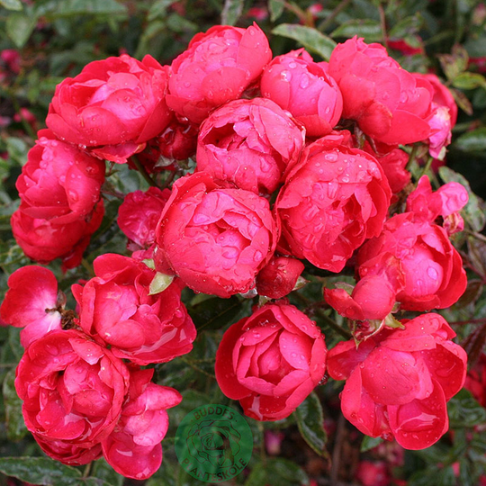 Ros 'Morsdag'