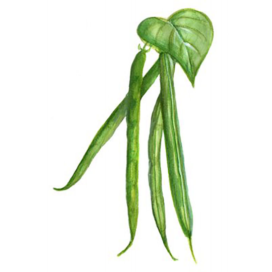 Brytböna 'Allegria'