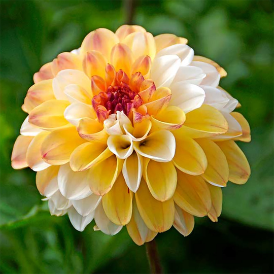 Dekorativdahlia ‘Double Jill’