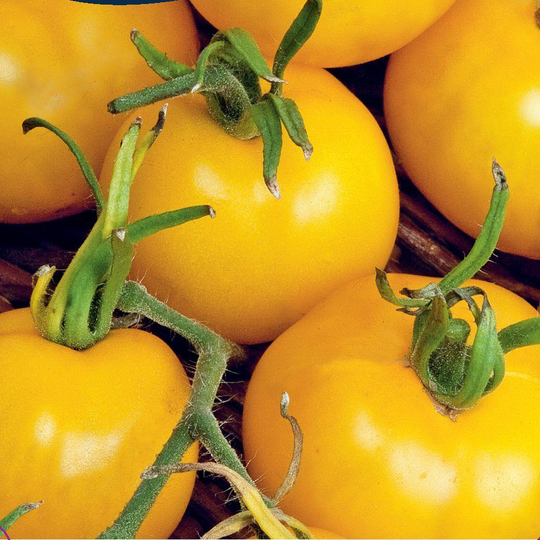 Tomat 'Goldene Königin'
