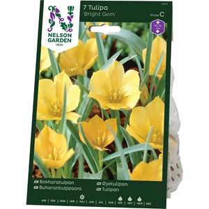 Höstlök Nelson Garden Bokharatulpan Bright Gem Gul