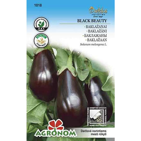 Aubergine 'Black Beauty'