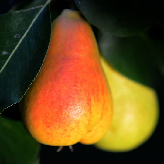 Päron 'Pepi'