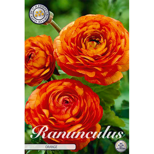 Bukettranunkel ’Orange’