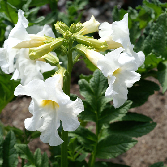 Rosenincarvillea ’White’