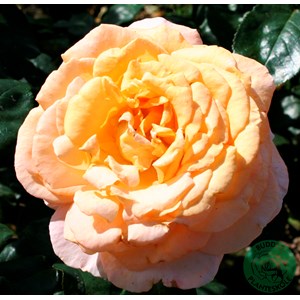 Storblommig ros 'Bitten Clausen/Scented Memory' 5p