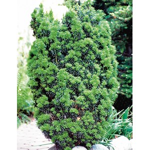 Hybrididegran 'Hicksii', 50-60 co 3-pack