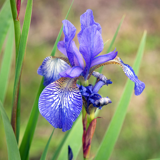 Rabattiris 'Blue King', 6-pack