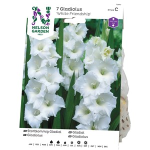 Vårlök Nelson Garden Gladiol Storblommig White Friendship, Vit