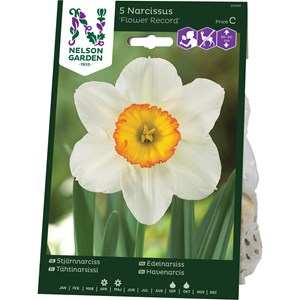 Höstlök Nelson Garden Stjärnnarciss Flower Record