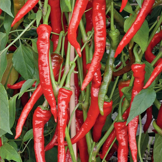 Chili 'Poseidon'