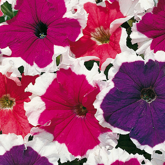 Petunia 'Frost Mixed ' F1