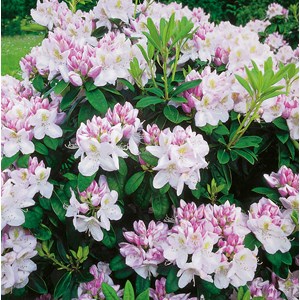 Park Rhododendron, Rosa 3-pack