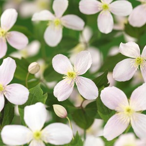 Klematis 'Fragrant Spring' 5-pack