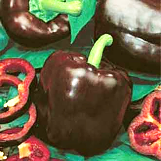 Paprika 'Chocolate'