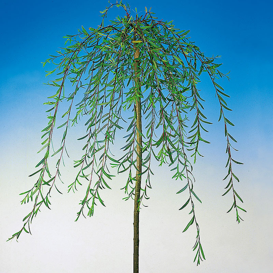 Hängvide, Salix purpurea 'Pendula'