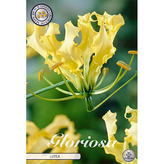 Klänglilja 'Lutea'