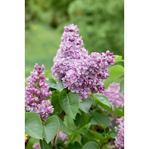 Syrén 50-80 cm 100-pack