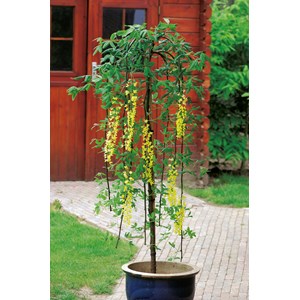 Alpgullregn 'Pendulum' Sh 120 cm co