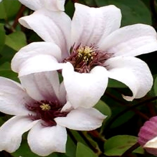 Klematis 'Princess Kate'