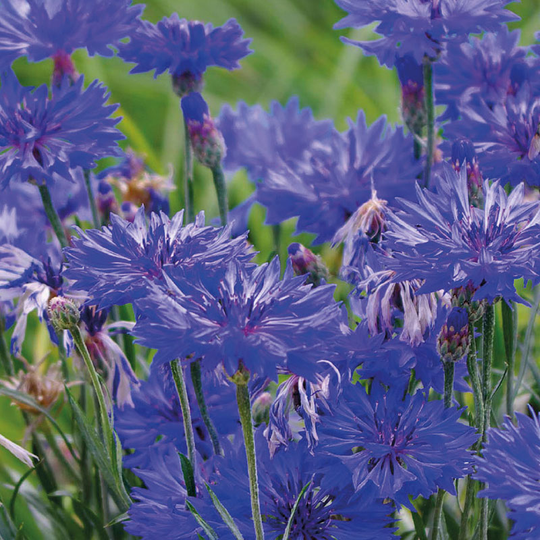 Blåklint 'Midget Blue'