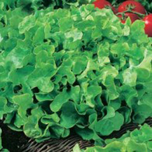 Sallat 'Salad Bowl'