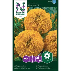 Fröer Nelson Garden Stortagetes First Lady F1