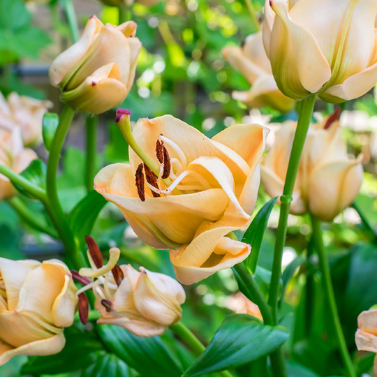 Asiatlilja ’Apricot Fudge’
