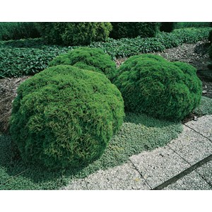 Dansk Klottuja 'Danica', 20-25 cm 10-pack