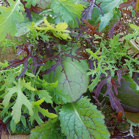 Bladsarepta 'Colour & Bite'