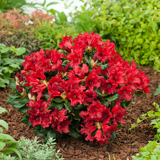 Rhododendron 'Baden Baden'