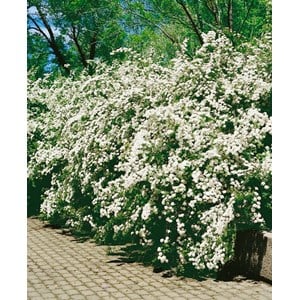 Bukettspirea vit CO 5-pack