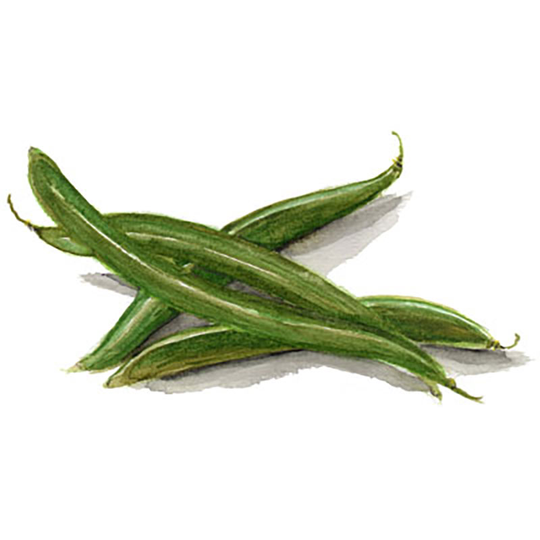 Storböna 'Eva'