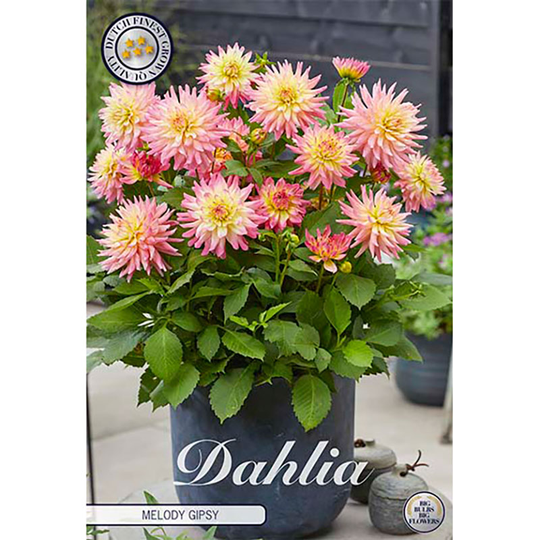 Kaktusdahlia 'Melody Gipsy'