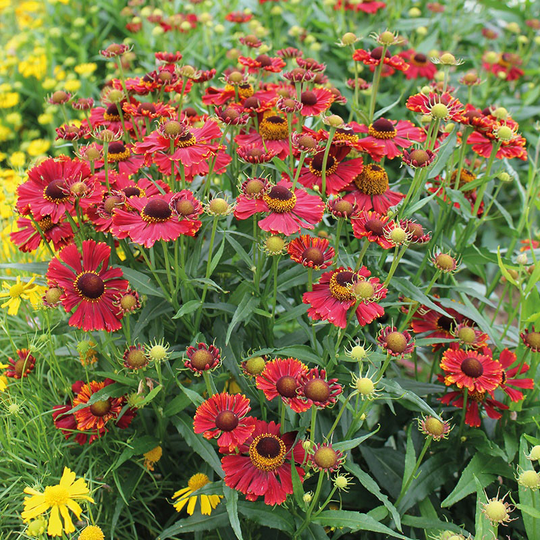 Trädgårdssolbrud 'Helena Red Shades'