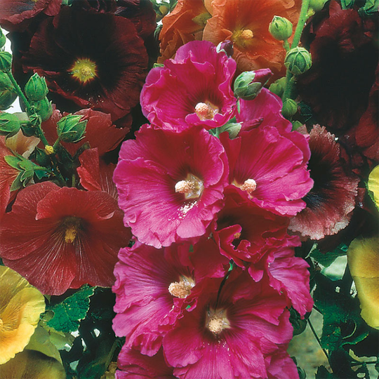 Stockros 'Giant Single Mixed'