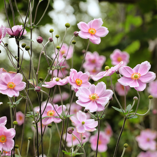 Höstanemon 'Robustissima', 3-pack
