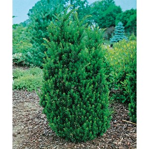 Hybrididegran 'Hillii', 30-40 cm 10-pack