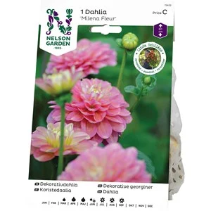 Vårlök Nelson Garden Dekorativdahlia Milena Fleur Hög, Rosagul