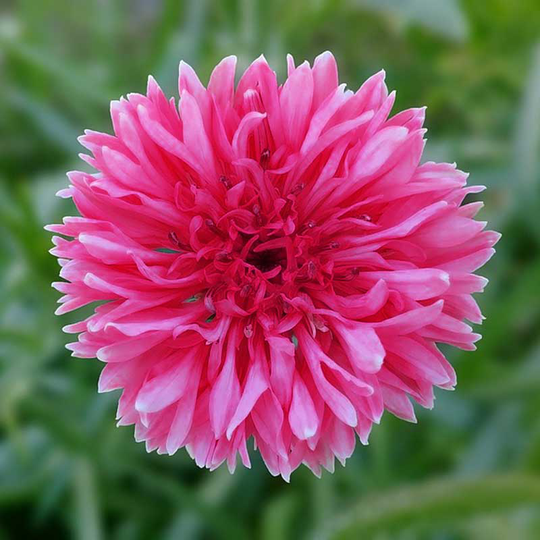 Blåklint 'Red Lola'