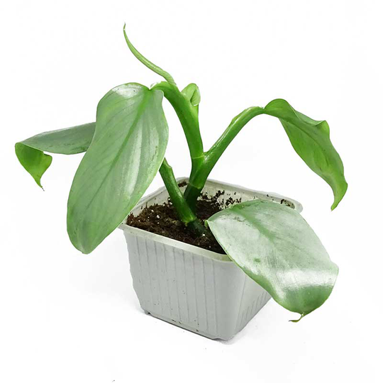 Spjutranka 'Silver Sword'