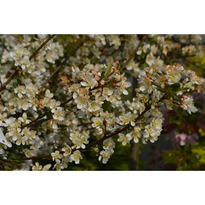 Bukettapel 'Tina' Sh 80 cm