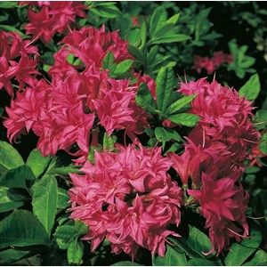 Azalea 'Knaphill Homebush' 5-pack