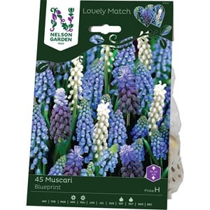 Höstlök Nelson Garden Muscari LM Blueprint