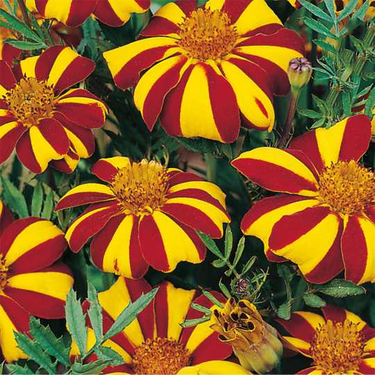 Sammetstagetes 'Jolly Jester'