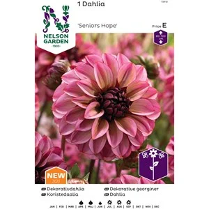 Vårlök Nelson Garden Dekorativdahlia Hög Seniors Hope Rosalila