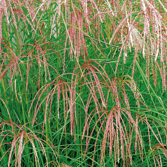 Glansmiskantus 'Flamingo' 2L, 2-pack